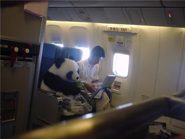 Panda on plane